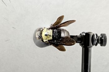Media type: image;   Entomology 810836 Aspect: habitus dorsal view